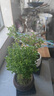 八芽 小葉赤楠盆景擺件室內(nèi)綠植花卉盆栽老樁客廳辦公室桌面好養(yǎng)植物 （【熱銷款】舍得紫砂盆赤楠+苔蘚+底座） 曬單實拍圖