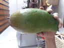 四川攀枝花凱特芒果新鮮水果云南當(dāng)季特大香甜青忙果當(dāng)季整箱包郵 凈重4.5斤中果【單果350g+】 曬單實(shí)拍圖