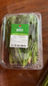 濰坊菠菜苗 250g 曬單實拍圖
