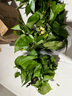 小冤家綠蘿盆栽室內(nèi)花卉綠植綠籮水養(yǎng)花卉盆景桌面辦公客廳水培大葉綠色 精品180#綠蘿1盆裝【買2盆送1盆】 曬單實拍圖