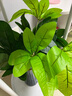 禮赫家飾仿真綠植發(fā)財樹(shù)葉假花盆栽室內外客廳家居裝飾花槽隔斷插花植物墻 12葉46CM發(fā)財樹(shù)【單束】 曬單實(shí)拍圖