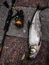 達億瓦（DAIWA）CROSSFIRE LT 紡車輪 遠投輪路亞輪 金屬線杯釣魚輪 漁輪 【23新款】2000型 曬單實拍圖