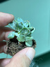 沭之美多肉植物肉肉室內(nèi)植物桌面盆栽 吉娃娃+小米缸陶瓷盆 源頭直發(fā) 曬單實拍圖