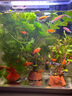 寵街坊小魚缸一體缸自循環(huán)水族箱桌面客廳小型送禮生態(tài)魚缸造景240 曬單實(shí)拍圖