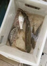 過(guò)江鳳風(fēng)釣魚(yú)鯽魚(yú)餌料冬春季釣魚(yú)魚(yú)餌手竿釣餌誘魚(yú)劑四季通用餌料 3包加強版【特惠裝】更便宜 曬單實(shí)拍圖