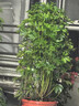 植物營(yíng)養(yǎng)液通用型家用盆栽發(fā)財(cái)樹(shù)富貴竹綠蘿水培花卉綠植蔬菜肥料 通用營(yíng)養(yǎng)液500ml×2瓶 曬單實(shí)拍圖