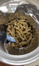 修年堂麥冬250g/罐 四川麥門冬茶無硫四寶茶原料煲湯泡水熬煮滋補養(yǎng)生茶 曬單實拍圖