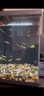 米家智能桌面魚缸小米生態(tài)魚缸小型智能專業(yè)背濾一體缸自循環(huán) 曬單實(shí)拍圖