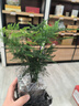 佰花錦文竹桌面盆栽新中式綠植辦公室客廳盆景茶臺臥室好養(yǎng)綠植花卉植物 【送方底座】文竹+pvc舍得盆+黑沙石鋪面 20-30cm 曬單實拍圖