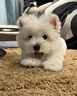 寵邁鑫西高地白梗幼犬軟毛剛毛純種西高地小狗雙血統(tǒng)家養(yǎng)寵物狗小體幼崽 血統(tǒng)級 西高地 公 曬單實拍圖
