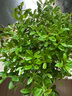 開(kāi)時(shí)果 小葉赤楠盆景擺件 辦公室桌面綠植花卉好養盆栽植物源頭直發(fā)包郵 【熱銷(xiāo)款】哥窯浸墨盆+苔蘚+底座 曬單實(shí)拍圖