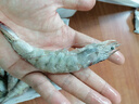 鮮享純【青島蝦】超大蝦新鮮大蝦冷凍鮮活青島大蝦批發(fā)整箱基圍蝦青蝦 15-17厘米鮮蝦速凍 3斤(凈重) 曬單實(shí)拍圖