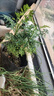 蕓香草臭草植物賊仔草盆栽室外陽(yáng)臺菜園四季花苗臭艾驅蚊驅蛇食用 蕓香草小顆 不帶盆 曬單實(shí)拍圖