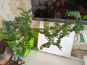 【清香木盆景】飄枝老樁花卉好養(yǎng)綠植盆栽茶桌高檔年貨帶花盆底座 酒壺盆清香木15-20+底座+小沙彌 曬單實(shí)拍圖