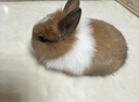 潔西（JESSIE）果蔬兔糧 兔子飼料 垂耳兔幼兔成兔果蔬營(yíng)養糧食2.5kg 曬單實(shí)拍圖