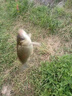 谷道香戰(zhàn)江河釣魚餌料鄧剛推薦野釣專用全能餌料釣鯉魚鯽魚鰱鳙通殺餌料 3包【釣魚絕戶餌料】 曬單實拍圖