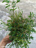 沃趣 貓砂膨潤土20斤除臭低塵結團青檸大包裝小顆粒 曬單實(shí)拍圖