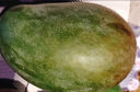 趣嘗鮮 攀枝花凱特芒2粒裝 大果 單果600g+  源頭直發(fā) 一件包郵 曬單實(shí)拍圖