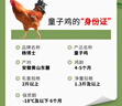 楊博士【童子雞】安徽皖南散養(yǎng)土雞小公雞新鮮雞肉1只凈重1.3斤源頭直發(fā) 1只童子雞丨贈雞血 曬單實拍圖