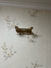 塔斯隊(duì)長自行車墻壁掛架公路山地車室內(nèi)停車架單車懸掛架墻上放置架展示架 奶茶色 曬單實(shí)拍圖