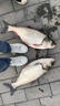 金龍魚(yú)餌鰱連發(fā)600克鰱鳙餌料浮釣大頭魚(yú)花鰱手竿專(zhuān)用白鰱餌料 鰱連發(fā)600g*2包 曬單實(shí)拍圖