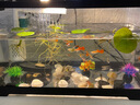 闊庭魚(yú)缸懶人魚(yú)缸家用客廳辦公室金魚(yú)缸過(guò)濾魚(yú)缸黑色款 曬單實(shí)拍圖