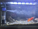 森森魚(yú)缸過(guò)濾器內置六合一凈水魚(yú)馬桶循環(huán)系統小型增氧過(guò)濾水泵一體 透明款 35W過(guò)濾套餐 500g石英球+替換棉*3 曬單實(shí)拍圖