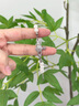 花有心柿高級感土星珍珠手鏈輕奢小眾精致手串閨蜜手鏈女2025年新款手飾品 土星珍珠手鏈（手鏈） 曬單實(shí)拍圖