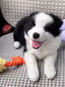 邊牧幼犬純種邊牧隕石邊牧雙血統(tǒng)黑白邊牧邊境牧羊犬金邊牧活體狗 寵物級 隕石邊牧 公 曬單實(shí)拍圖