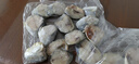 【順豐】大鲅魚(yú)馬鮫魚(yú)新鮮鮮活冷凍鲅魚(yú)段海魚(yú)海鮮批發(fā) 1500g 【三斤】 【精品鲅魚(yú)段】大號 曬單實(shí)拍圖