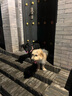 拉夫威爾ruffwear嗨輕狗狗胸背帶狗背帶中小型犬雪納瑞背帶式狗狗牽引繩 苔蘚綠 S 曬單實(shí)拍圖