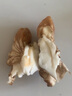 朵芮蜜2025大涼山去青皮新鮮濕核桃薄殼孕婦零食非紙皮核桃應(yīng)季補(bǔ)腦鮮果 優(yōu)選中大果5斤送夾子順豐快遞 曬單實(shí)拍圖