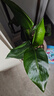 小花農水培植物觀(guān)察盒綠植豆芽容器生長(cháng)種植學(xué)生兒童盆栽幼兒園實(shí)驗作業(yè) 水培芽菜-綠豆苗 【無(wú)土種植】 曬單實(shí)拍圖