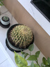 金虎仙人球超大盆栽綠植花卉多肉開(kāi)花辦公室桌面盆栽防輻射 直徑20公分 含盆 曬單實(shí)拍圖