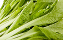 小湯山 北京 有機(jī)小白菜 250g 基地直供新鮮蔬菜 曬單實(shí)拍圖