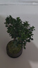 八芽 小葉赤楠盆景擺件室內(nèi)綠植花卉盆栽老樁客廳辦公室桌面好養(yǎng)植物 （【熱銷款】舍得紫砂盆赤楠+苔蘚+底座） 曬單實拍圖