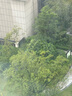 巴拉巴拉balaone兒童套裝男童女童寶寶長(cháng)袖2025秋學(xué)院風(fēng)舒適208325104204 曬單實(shí)拍圖