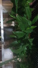 白掌一帆風(fēng)順盆栽植物室內(nèi)花卉綠植水養(yǎng)四季開花新手好養(yǎng)活 白掌1盆（繁星盆） 曬單實拍圖