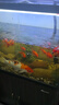 淘歌魚(yú)缸氧氣泵 養魚(yú)增氧泵低音小型家用魚(yú)缸增氧打氧機AP928(5w) 曬單實(shí)拍圖