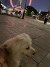 英特威狗狗疫苗四聯(lián)疫苗二聯(lián)疫苗狂犬疫苗自打小狗疫苗寵必威套餐針 【幼犬套餐】四聯(lián)3針+狂犬1針 曬單實拍圖