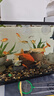 中國紅冷水淡水觀(guān)賞魚(yú)錦鯉魚(yú)活魚(yú)金魚(yú)小型好養紅鯉魚(yú)純種小錦鯉 6-8cm長(cháng)黑白黃紅各一條 曬單實(shí)拍圖