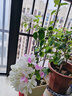 重瓣三角梅苗盆栽地栽花卉老樁室內陽(yáng)臺庭院爬藤植物四季開(kāi)花 綠櫻【花期帶花原盆原土發(fā)貨】 曬單實(shí)拍圖