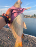 禧瑪諾（SHIMANO）進(jìn)口臺(tái)釣竿碳釬維超輕硬野釣休閑黑坑手竿大物竿綜合竿十大品牌 6.3m GLR輕量款-160克 曬單實(shí)拍圖