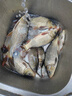 漁之源海竿遠投竿海桿全套直接釣魚(yú)拋竿魚(yú)竿大物海釣竿單桿套裝磯釣竿 3.6m 到手即釣【紡車(chē)輪 海釣配件 魚(yú)線(xiàn)】 曬單實(shí)拍圖