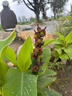 婧麒（JOYNCLEON）寶寶毛茸茸連體睡衣兒童秋裝毛絨小熊衣服超萌嬰兒搞笑家居服秋冬 駝色 【A類無骨 升級柔軟】 73cm 曬單實(shí)拍圖