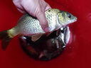 德國進(jìn)口魚(yú)線(xiàn)主線(xiàn)原絲尼龍線(xiàn)超柔軟強拉力路亞釣魚(yú)線(xiàn)海竿子線(xiàn) 變色隱形線(xiàn)-變色主線(xiàn)128米 2.0 曬單實(shí)拍圖