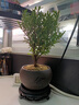 八芽 小葉赤楠盆景擺件室內(nèi)綠植花卉盆栽老樁客廳辦公室桌面好養(yǎng)植物 （【熱銷款】舍得紫砂盆赤楠+苔蘚+底座） 曬單實拍圖