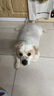 ROCCO&ROXIE 貓犬輔心片 寵物狗狗貓咪輔酶Q10保護心臟健康 100g 曬單實拍圖
