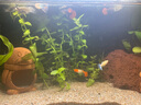 小米魚缸【全新正品】米家智能喂食生態(tài)過濾小型家用循環(huán)魚缸小米魚缸 曬單實拍圖