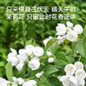 京東京造 櫸木鞋拔子長柄穿鞋提鞋拔子脫鞋神器抽鞋溜子75cm長無漆原木色 曬單實拍圖
